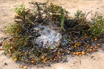 Làng quất Tứ Liên nổi tiếng Hà Nội: Thảm cảnh giật mình