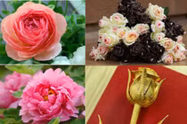 Đủ loại hoa lạ giá chát lên ngôi dịp 8/3