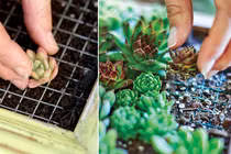 Mách bạn chiêu tự làm tranh cây treo tường siêu tiết kiệm