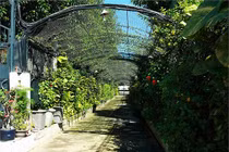 Sân vườn đẹp lung linh của nhà sao Việt