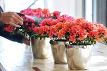 Bí kíp chăm sóc hoa đỗ quyên nở đẹp chơi Tết