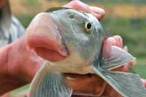 Dân Hà Nội lùng đặc sản đắt đỏ biếu thầy cô ngày 20/11