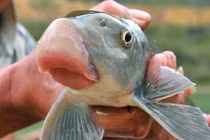 Dân Hà Nội lùng đặc sản đắt đỏ biếu thầy cô ngày 20/11