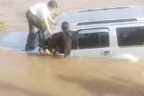 Ôtô tông nhân viên phà Thuận Giang tử vong rồi lao xuống sông