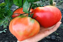 Cà chua trái tim độc lạ “hái” ra tiền ở Hà Nội