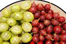 Khám phá giống quả chua nguy cơ tuyệt chủng 