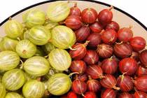 Khám phá giống quả chua nguy cơ tuyệt chủng 