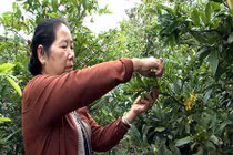 Mai Tết nở sớm báo hiệu nguồn cung khan hiếm