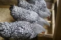 Gà cảnh vảy cá độc lạ đắt đỏ giật mình