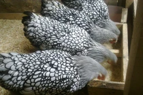 Gà cảnh vảy cá độc lạ đắt đỏ giật mình