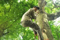 Khiếp đảm các "người nhện" hái sấu ở Hà Nội