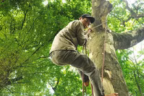 Khiếp đảm các "người nhện" hái sấu ở Hà Nội