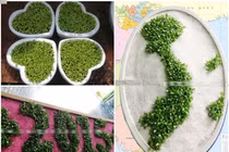 Cây may mắn tí hon đua chào hàng Tết 2015