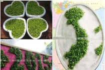 Cây may mắn tí hon đua chào hàng Tết 2015