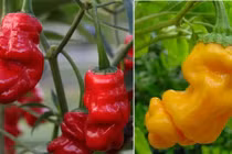 Ớt hình “nhạy cảm” siêu lạ hút khách Hà Nội