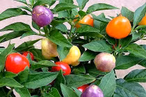 Dân Hà Nội phát cuồng trồng ớt bi nhiều màu độc lạ