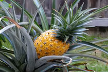 Khám phá giống dứa đắt khó tin: 340 triệu đồng/quả