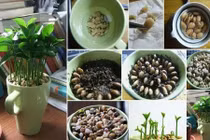 Tuyệt chiêu trồng chanh bằng hạt lên cây ưng ý