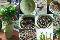 Tuyệt chiêu trồng chanh bằng hạt lên cây ưng ý