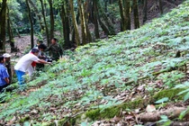 Sâm quý nghìn USD duy nhất có ở Việt Nam giá trị ra sao?