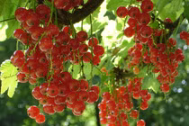 Nho đỏ “bé hạt tiêu” trị rối loạn tiền mãn kinh sốt xình xịch