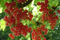 Nho đỏ “bé hạt tiêu” trị rối loạn tiền mãn kinh sốt xình xịch