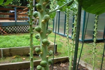 Dân Hà Nội “phát cuồng” săn hạt giống bắp cải tí hon