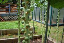 Dân Hà Nội “phát cuồng” săn hạt giống bắp cải tí hon