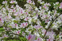 Tây Bắc đẹp mê hồn trong những ngày chớm đông