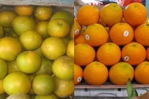 Mẹo cực đơn giản phân biệt hoa quả Trung Quốc và Việt Nam