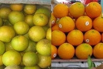 Mẹo cực đơn giản phân biệt hoa quả Trung Quốc và Việt Nam