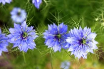 Hoa tình yêu độc lạ “đốn tim” khách hàng nữ