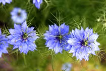 Hoa tình yêu độc lạ “đốn tim” khách hàng nữ