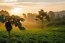 Ảnh: Bình minh tuyệt đẹp trên những đồi chè Tân Cương