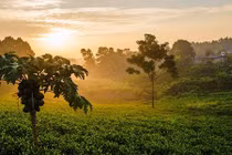 Ảnh: Bình minh tuyệt đẹp trên những đồi chè Tân Cương