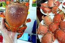 Cua Huỳnh Đế sang chảnh giá mềm sốt xình xịch ở HN