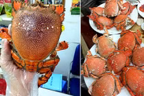 Cua Huỳnh Đế sang chảnh giá mềm sốt xình xịch ở HN