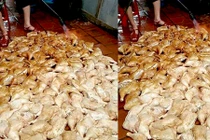 Lộ hình ảnh chế biến gà nướng hãi hùng