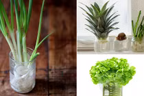 Bà nội trợ phát cuồng dụng cụ trồng rau sạch cực độc