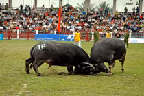 "Chọi người" vẫn giữ, sao cứ đòi bỏ lễ hội chọi trâu?