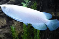 Soi cá rồng bạch tạng đắt choáng váng giá 9 tỷ đồng