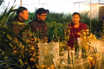 Xem cảnh dân Hà Nội tranh thủ sắm Tết trong đêm