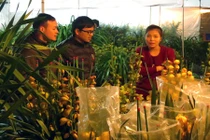 Xem cảnh dân Hà Nội tranh thủ sắm Tết trong đêm