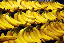 Khó tin nhưng có thật: Chuối sắp tuyệt chủng