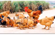 Bạc Liêu: Đàn gà 1.700 con nhiễm cúm gia cầm