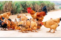Bạc Liêu: Đàn gà 1.700 con nhiễm cúm gia cầm