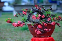 Mục sở thị đào Thất Thốn gần 200 triệu ở Hà Nội