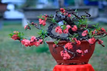 Mục sở thị đào Thất Thốn gần 200 triệu ở Hà Nội