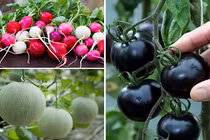 Top rau củ dễ trồng tại nhà, “ngoại hình” siêu bắt mắt 