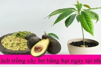 Cách trồng cây bơ từ hạt siêu dễ 